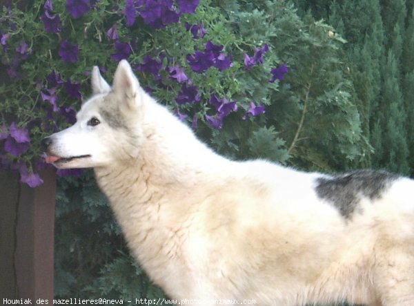 Photo de Husky siberien