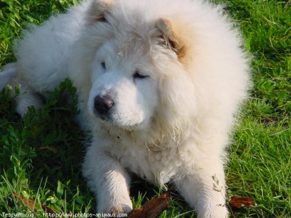 Photo de Chow chow