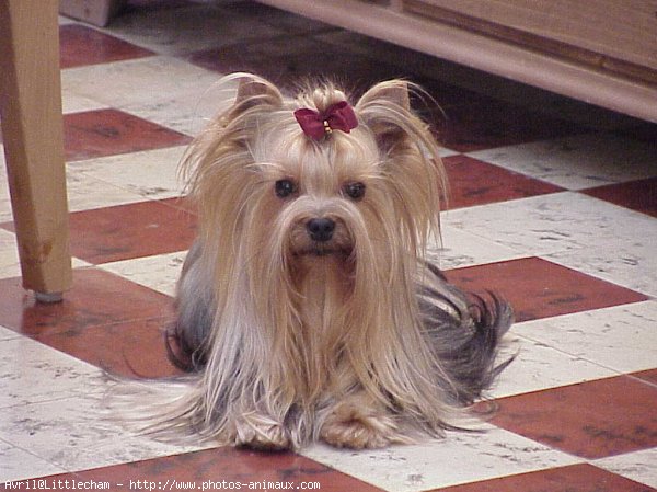 Photo de Yorkshire terrier