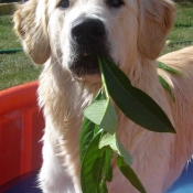 Photo de Golden retriever