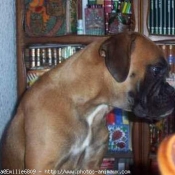 Photo de Boxer