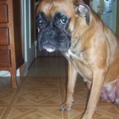 Photo de Boxer