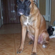 Photo de Boxer