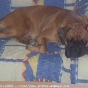 Photo de Boxer