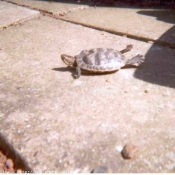 Photo de Tortue