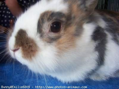 Photo de Lapin