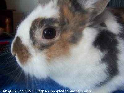 Photo de Lapin