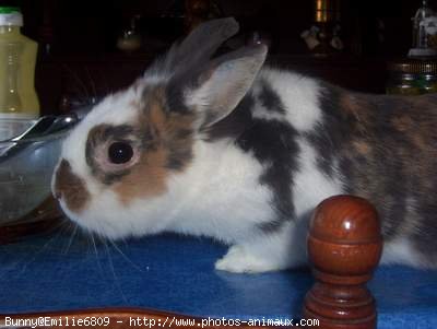 Photo de Lapin