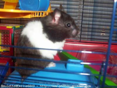 Photo de Hamster