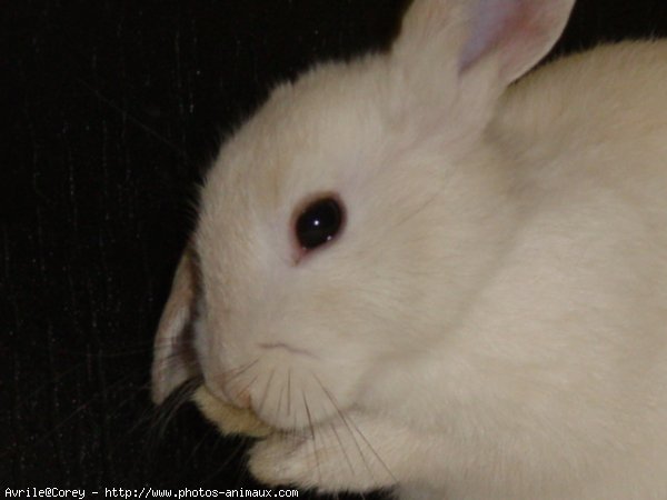 Photo de Lapin