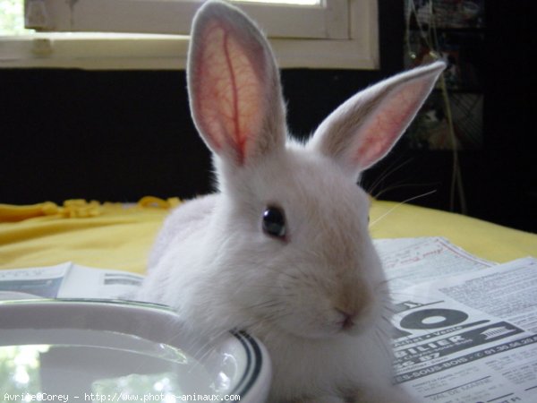 Photo de Lapin