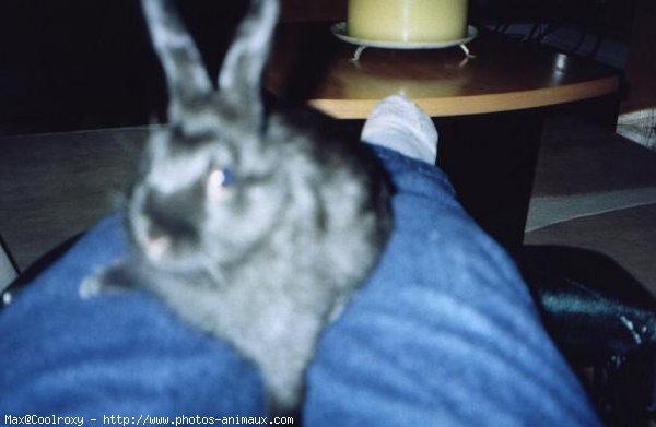 Photo de Lapin