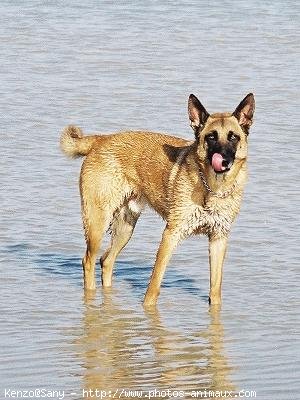 Photo de Berger belge malinois