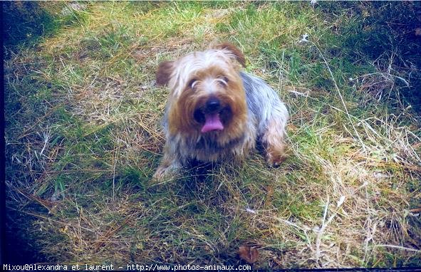 Photo de Yorkshire terrier