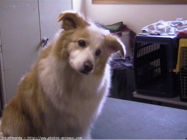 Photo de Border collie