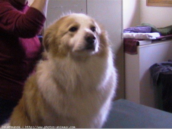 Photo de Border collie