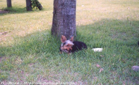 Photo de Yorkshire terrier