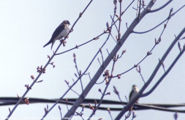 Photo de Hirondelle