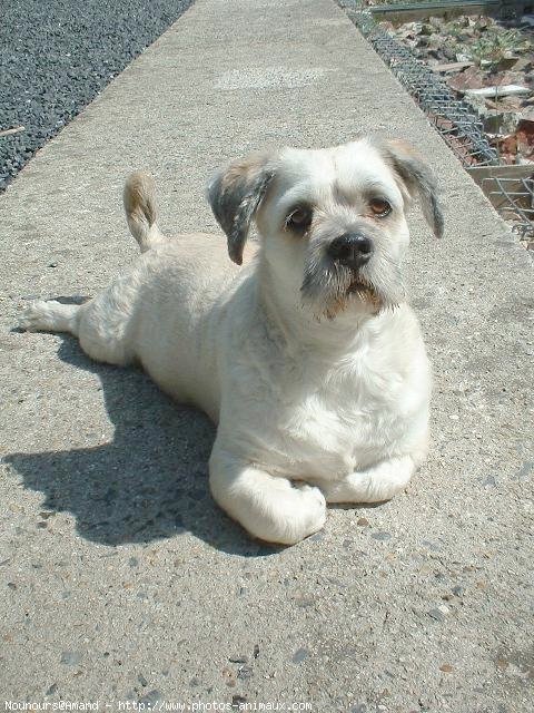 Photo de Lhassa apso