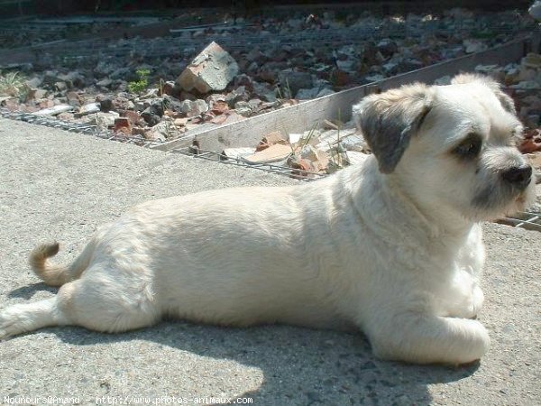 Photo de Lhassa apso