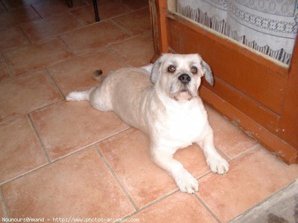 Photo de Lhassa apso