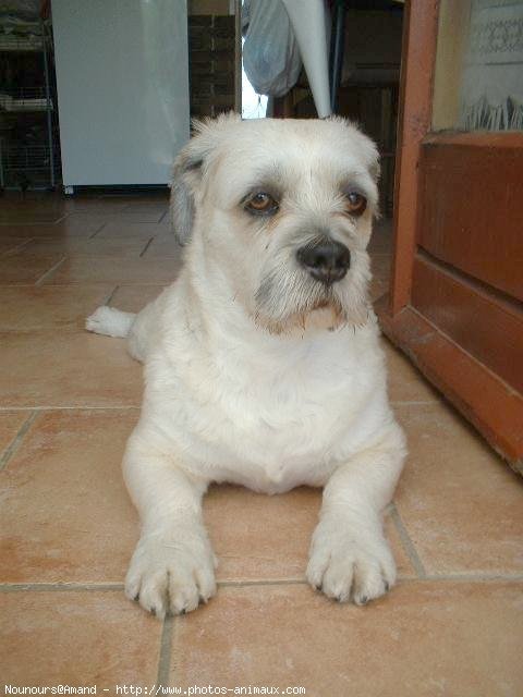 Photo de Lhassa apso