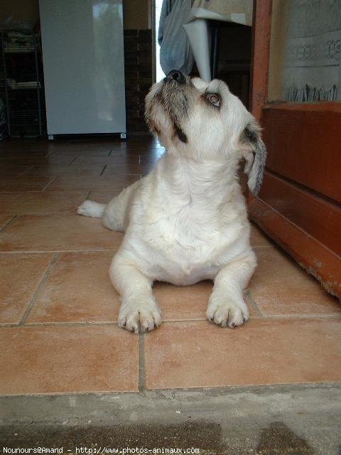 Photo de Lhassa apso