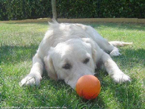 Photo de Golden retriever