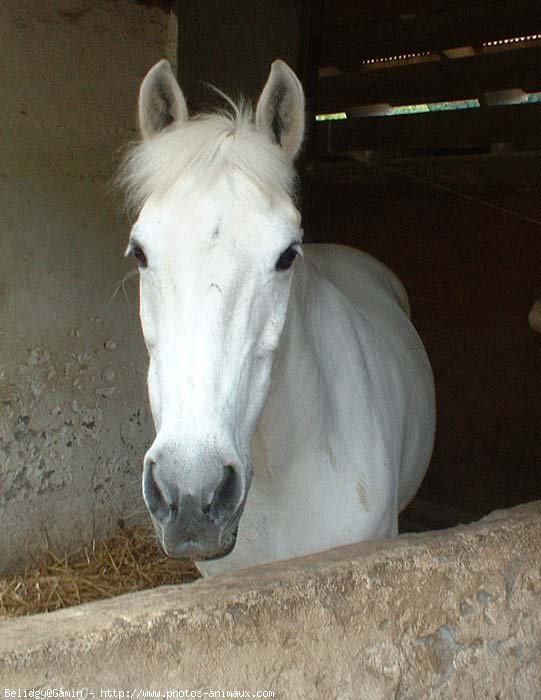 Photo de Poney franais de selle