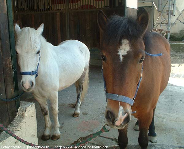 Photo de Races diffrentes