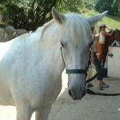 Photo de Poney franais de selle