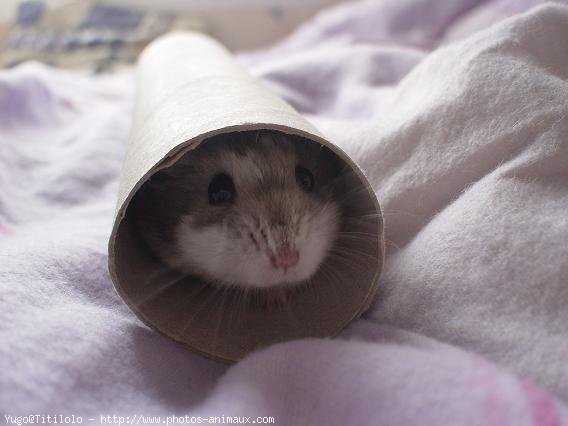 Photo de Hamster