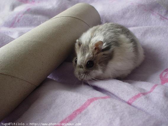 Photo de Hamster