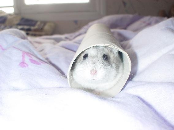 Photo de Hamster