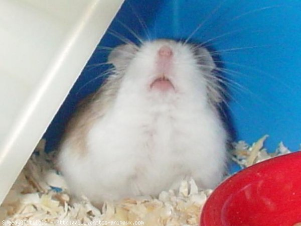 Photo de Hamster