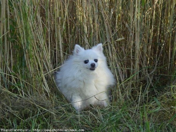 Photo de Spitz moyen