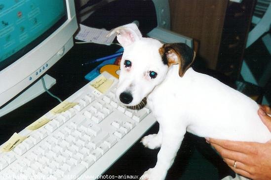 Photo de Jack russell terrier