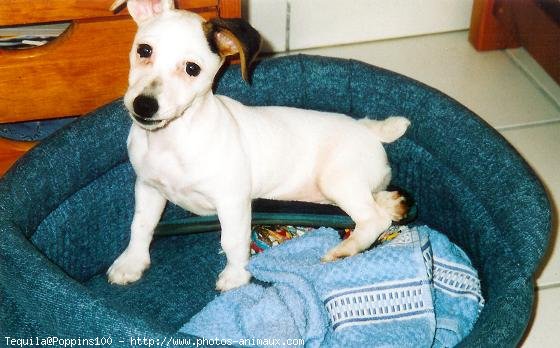 Photo de Jack russell terrier