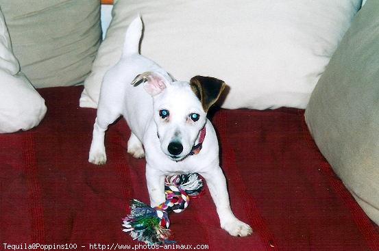 Photo de Jack russell terrier