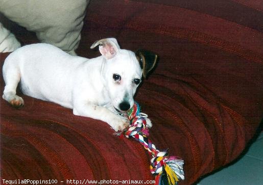 Photo de Jack russell terrier