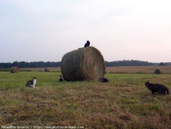 Photo de Chat domestique