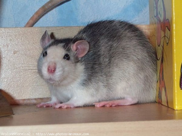 Photo de Rat