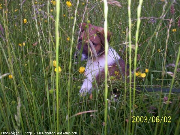 Photo de Jack russell terrier