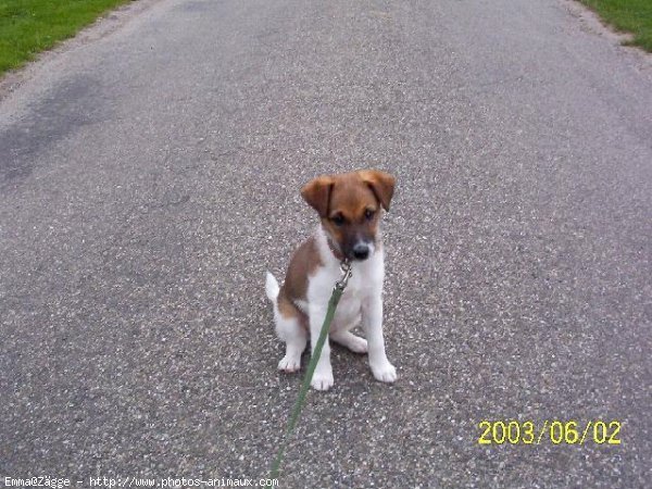 Photo de Jack russell terrier