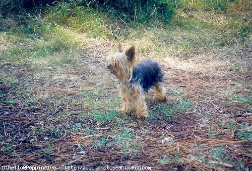 Photo de Yorkshire terrier