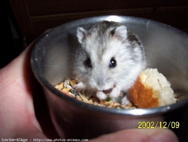 Photo de Hamster