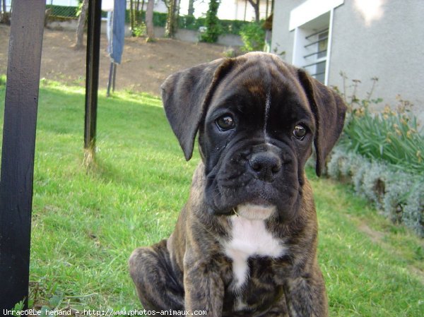 Photo de Boxer