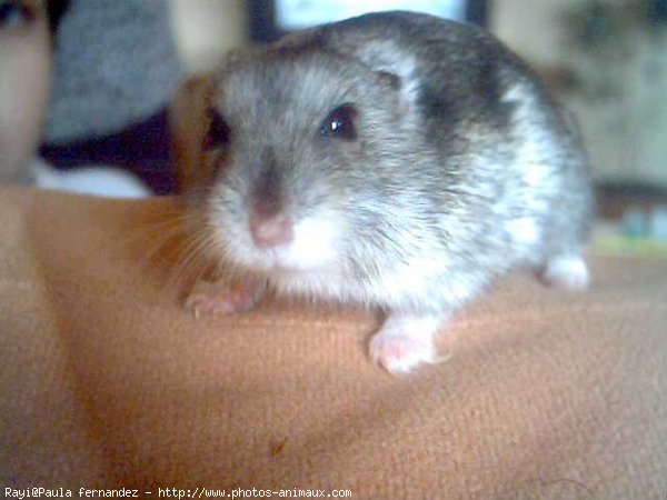 Photo de Hamster