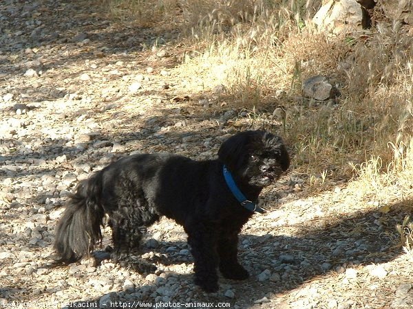 Photo de Terrier tibetain