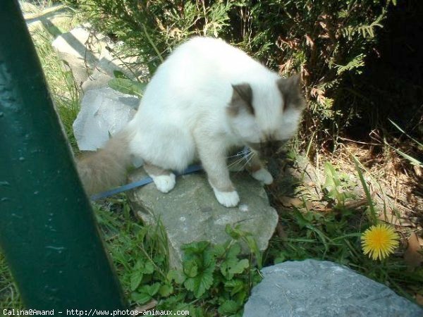 Photo de Sacr de birmanie